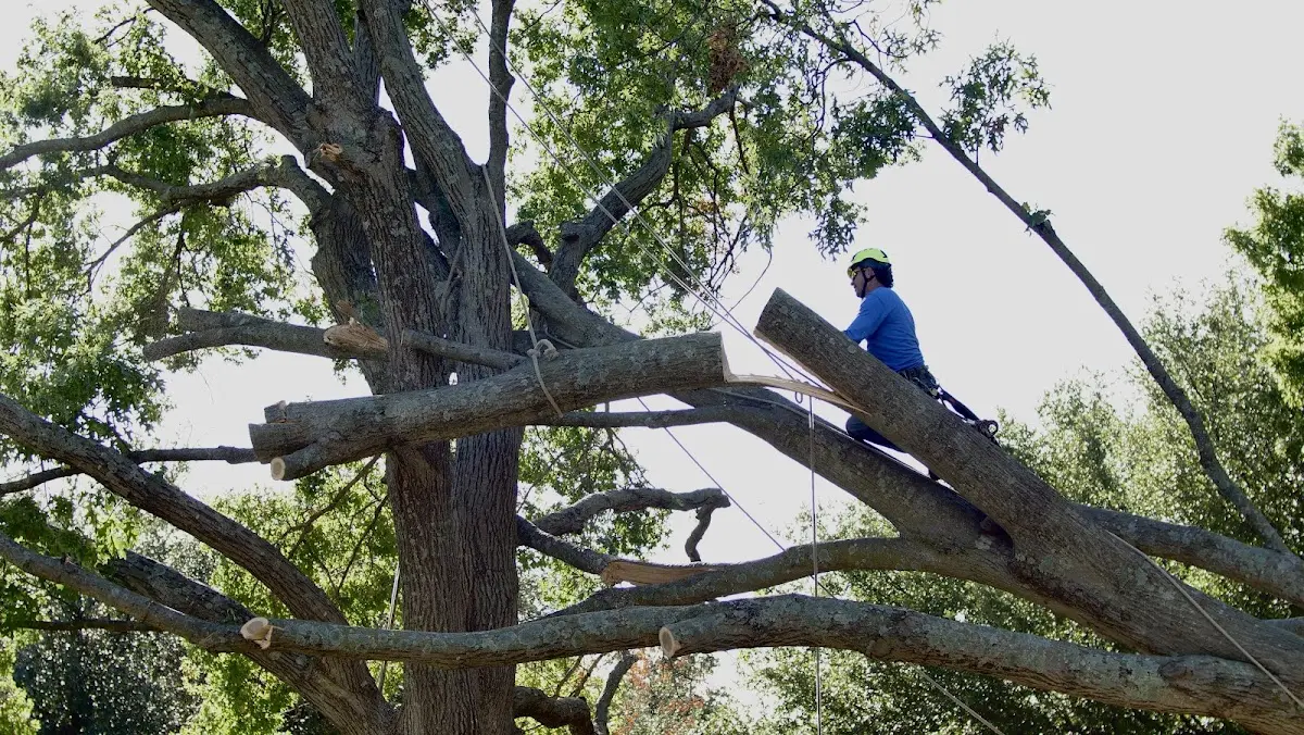 Professional Hazardous Tree Removal performed by certified arborists in Summers