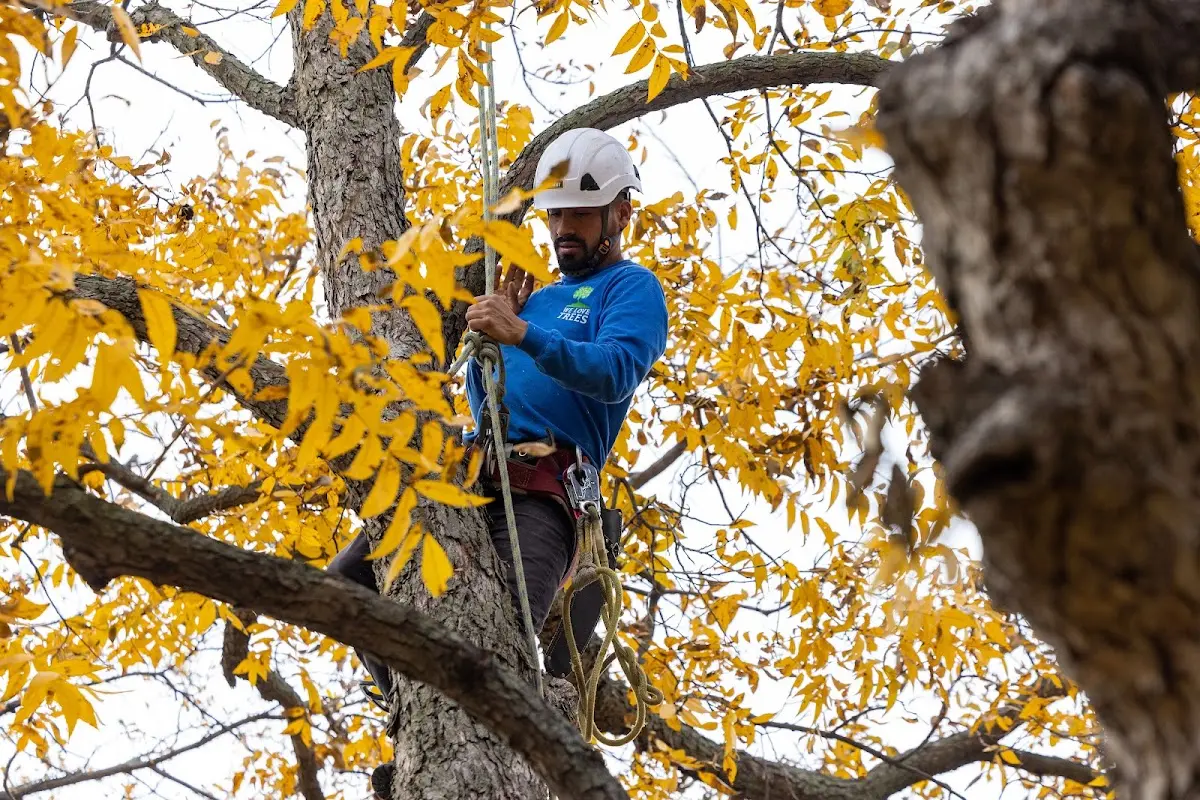 Skilled Tree Pruning crew working in Summers